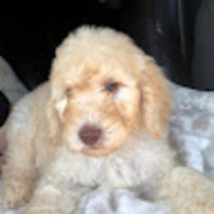 Meet your Posher, Paula